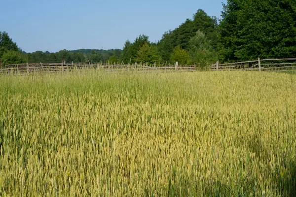 Weizenähren Aus Nächster Nähe Der Sonne Unreifen Weizen Auf Dem — Stockfoto
