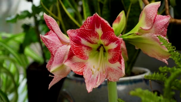 Ampul Bitkilerinin Yetiştirilmesi Pembe Amirilis Çiçek Açar Evdeki Saksılarda Bir — Stok video