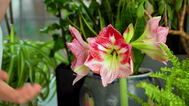 Pink Amaryllis Blooms Many Indoor Flowers Grow Flowerpots Apartment — Stock Video
