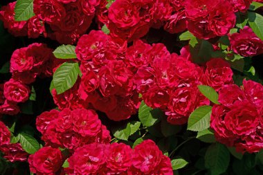 Bahçede çiçek açan güller ile güzel yeşil çalı