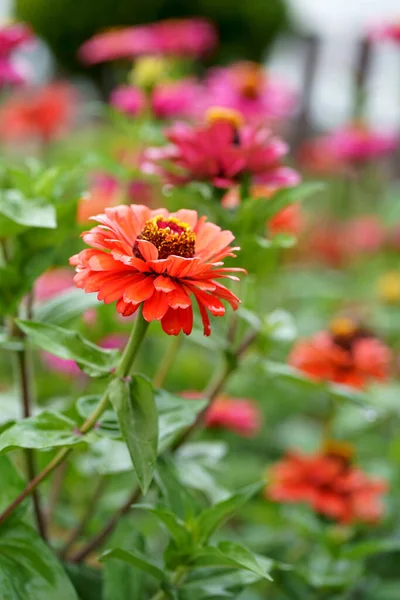 Квіти Цинії Сонці Саду Загальна Назва Квітки Основною Метелики Літніх — стокове фото