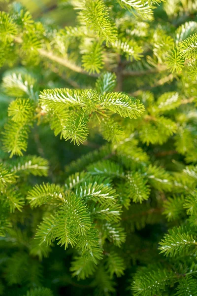 Norway Spruce Picea Abies European Spruce New Needles Natural Coniferous — Stock Photo, Image