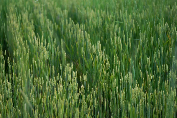 Wheat Ears Close Sun Immature Wheat Field Morning Sun Wheat — 스톡 사진