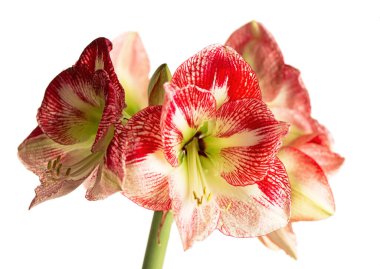 Amaryllis çiçekleri, Amaryllis, Hippeastrums çiçekleri, beyaz arka planda kırpma yolu ile yalıtılmış.