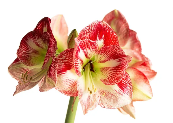 Λουλούδι Amaryllis Ανθίζει Απομονωμένο Μονοπάτι Ψαλίδισμα Λευκό Φόντο Amaryllis Hippeastrums — Φωτογραφία Αρχείου