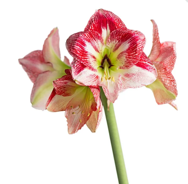 Hippeastrum Oder Amaryllis Blüten Rosa Amaryllis Blüten Isoliert Auf Weißem — Stockfoto