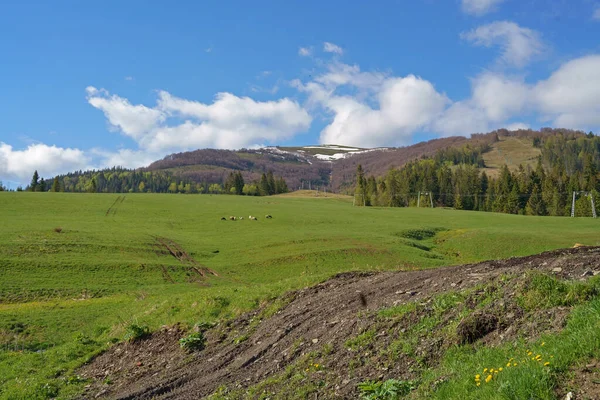 Hoog Bergen Grazen Herders Vee Midden Van Het Panorama Van — Stockfoto