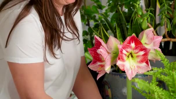 女人展示她的植物 粉色羊毛脂花开花 室内植物 许多室内花卉生长在公寓的花盆里 — 图库视频影像