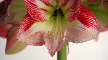 Memlekette uzun ömürlü soğan yetiştirmek. Beyaz arka planda çiçek açan pembe Amaryllis.