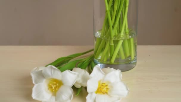 Bukiet Świeżych Białe Tulipany Wazonie Szkła Zielony Łuk Białym Tle — Wideo stockowe