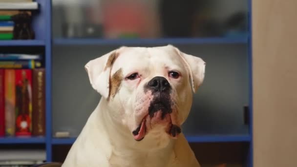 Duży Biały Pies Rasy American Bulldog Uważnie Patrzy Ramkę — Wideo stockowe