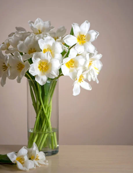 stock image bouquet of fresh white tulips in glass vase on white background