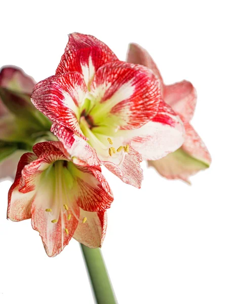 Цветок Amaryllis Цветут Изолированные Обрезкой Путь Белом Фоне Amaryllis Цветы — стоковое фото