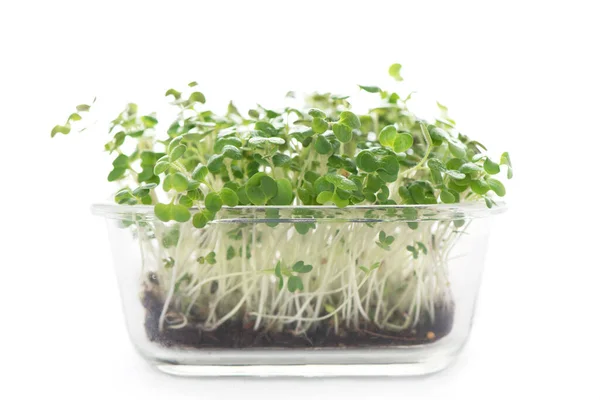 Konsep Makanan Sehat Kotak Dengan Microgreens Makanan Super Merasa Papan — Stok Foto