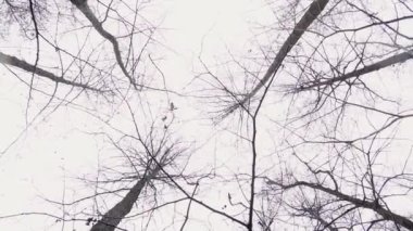 Yapraksız ağaç tacı, çıplak dallar, sonbaharın sonları, ilkbahar ya da kış başı. Beyaz gökyüzüne karşı çıplak ağaç dalı.