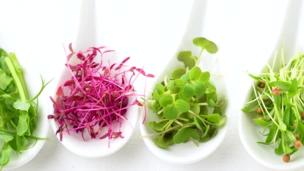 Mikrozielone Kiełki Łyżeczkach Świeże Organiczne Jedzenie Catering Koncepcja Zestaw Kolorowych — Wideo stockowe