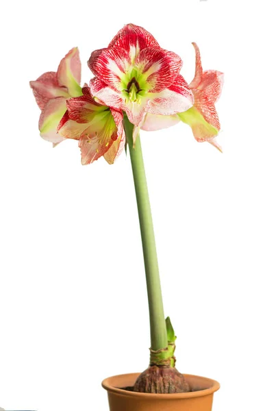 Λουλούδι Amaryllis Ανθίζει Απομονωμένο Μονοπάτι Ψαλίδισμα Λευκό Φόντο Amaryllis Hippeastrums — Φωτογραφία Αρχείου