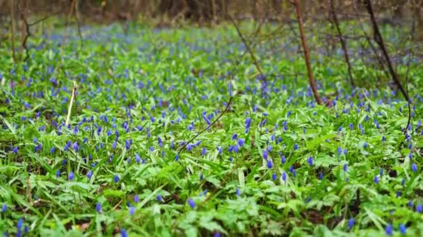Niebieskie Kwiaty Wiosennym Lesie Piękna Wiosenna Panorama Lasu Leśnego Dywanem — Wideo stockowe