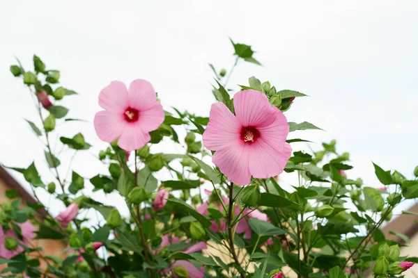 Uma Grande Flor Hibisco Roxo Fundo Floral Hibisco Moscheutos Rose — Fotografia de Stock
