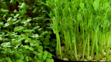 Evde mikroçim yetiştiriyorum. Farklı türde mikroyeşiller yemek için kullanılır. Amaranth, roka, turp, kişniş, kutuda bezelye filizi. Taze organik gıda ve yemek konsepti..