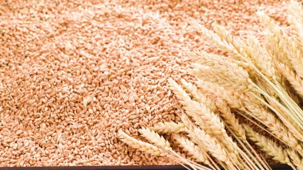 小麦の栽培と処理 女性は手で小麦の穀物や耳に触れる 小麦の種 小麦の耳の背景の完全な手 — ストック動画
