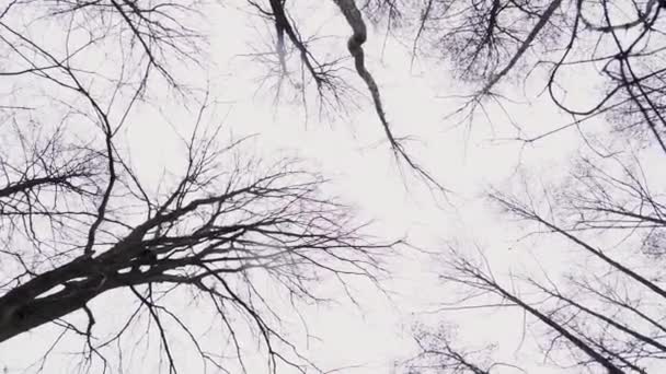Деревна Корона Листя Голі Гілки Пізня Осінь Рання Весна Або — стокове відео