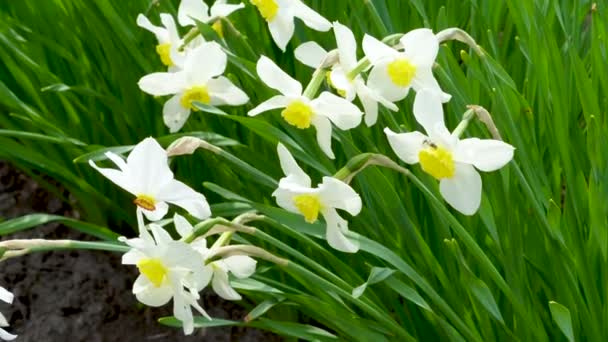 春天的水仙花背景 美丽的水仙花 花瓣洁白的水仙花 黄色的日冕 花坛上盛开的冠冕 — 图库视频影像