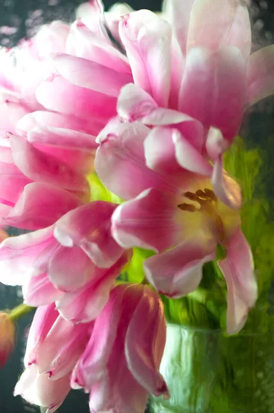 Прекрасний Весняний Букет Тюльпаном Через Скло Краплями Дощу Свіже Джерело — стокове фото