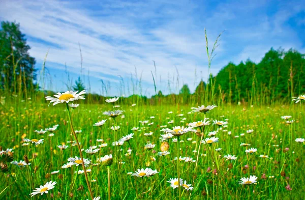 Mooie Zomerse Rurale Landschap Met Een Bloeiende Weide Blauwe Hemel — Stockfoto