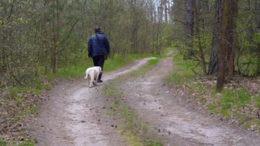 Bahar ormanı. Çam ormanındaki patika. Bir adam büyük beyaz köpeğiyle çam ormanında yürür.