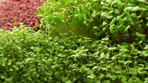 スプーンで小さな緑の芽 新鮮な有機農産物やレストランのコンセプトを提供します カラーマイクログリーンのセット — ストック動画