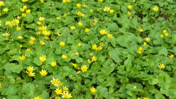 Sárga Erdei Virág Zöld Háttér — Stock videók
