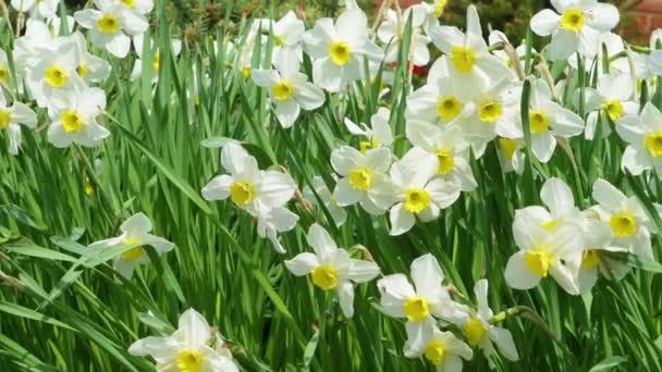 Close Yellow Daffodils Narcissus Flowering Spring Sunshine — Stock Video