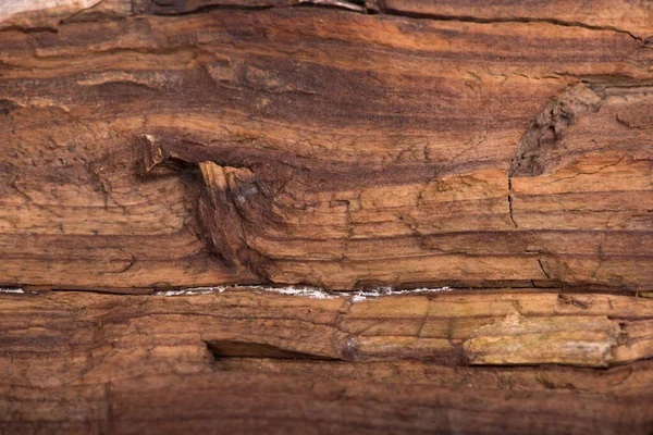 Concept Nature and production of wood products. texture of bark wood use as natural background