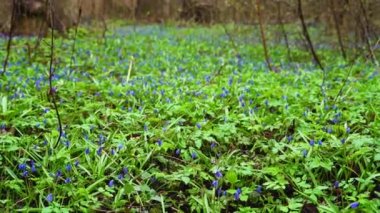 Bahar ormanında mavi çiçekler. Ormanda güzel bir bahar manzarası. Ön planda BlueBell halısı var..