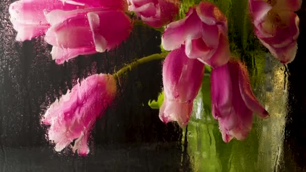 Jasne Wiosenne Kwiaty Różowe Tulipany Przez Mokre Szkło Czarnym Tle — Wideo stockowe