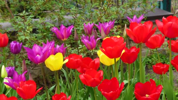 Grupo Tulipanes Coloridos Rojo Rosa Tulipán Flor Púrpura Iluminado Por — Vídeo de stock