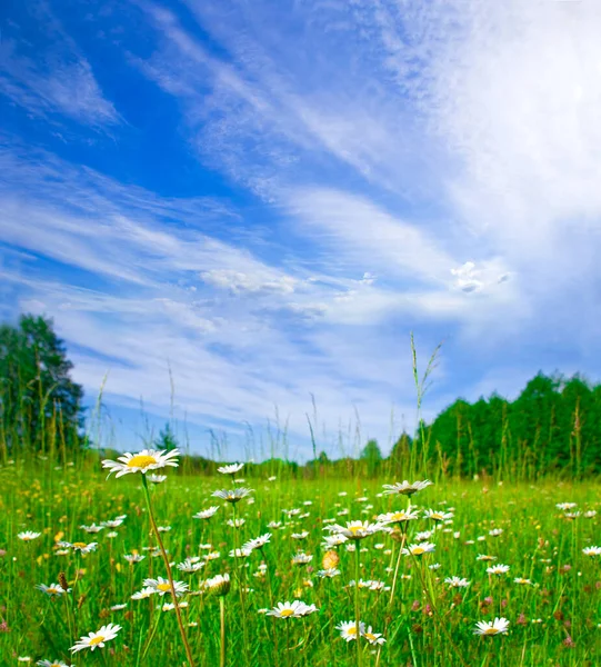 Schöne Ländliche Sommerlandschaft Mit Blühenden Wiesen Und Blauem Himmel — Stockfoto