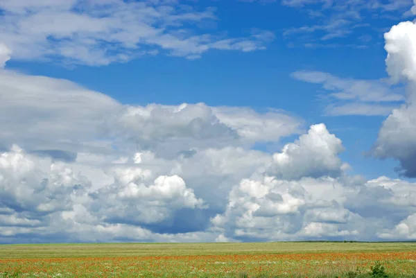 Krimhalvön Himlen Ovanför Blommande Fältet — Stockfoto
