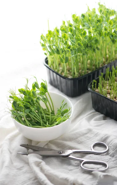 Concept Healthy Diet Growing Microgreens Boxes Red Amaranth Mustard Arugula — Stock Photo, Image