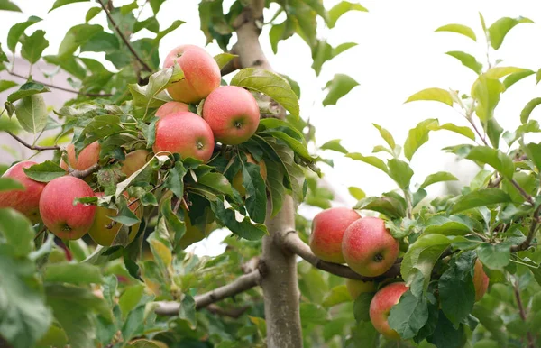 stock image apples ready for harvest in the apple plantation Autumn day. Garden. In the frame ripe red apples on a tree. ripe red apples