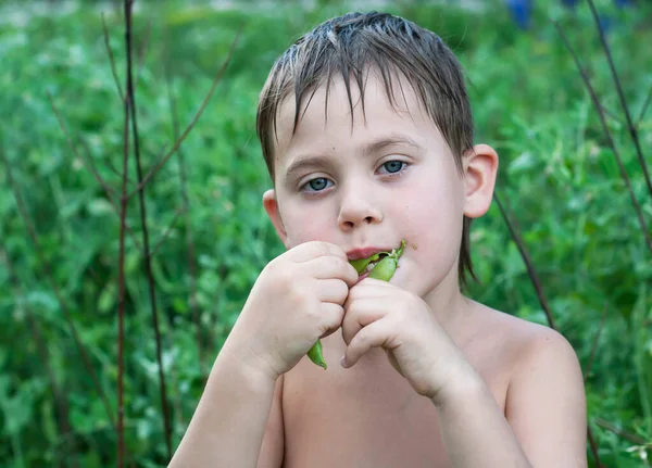 Lindo Niño Comiendo Guisantes Verdes Jardín — Foto de Stock