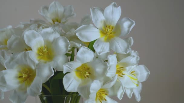 Ramo Flores Primavera Tulipanes Primavera Blancos Jarrón Sobre Una Mesa — Vídeos de Stock