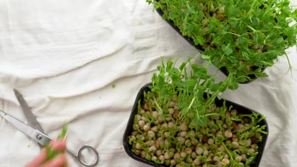 汤匙中的微绿色芽 新鲜有机产品和餐厅服务理念 一套彩色微绿色 — 图库视频影像