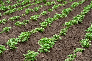 Patates tarlaları tarlada yetişir. Sebze sıraları. Çiftçilik, tarım. Tarımsal arazi manzarası.