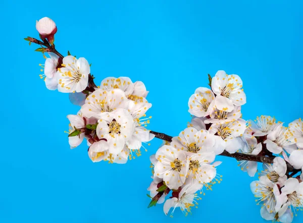 stock image branch of tree blossoming by pink isolated on white background. Pink delicate flowers of cherry, sakura spring state