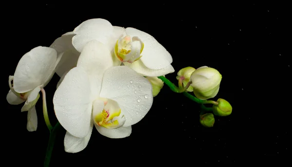 Kwiaty Biała Orchidea Pąków Czarnym Tle — Zdjęcie stockowe