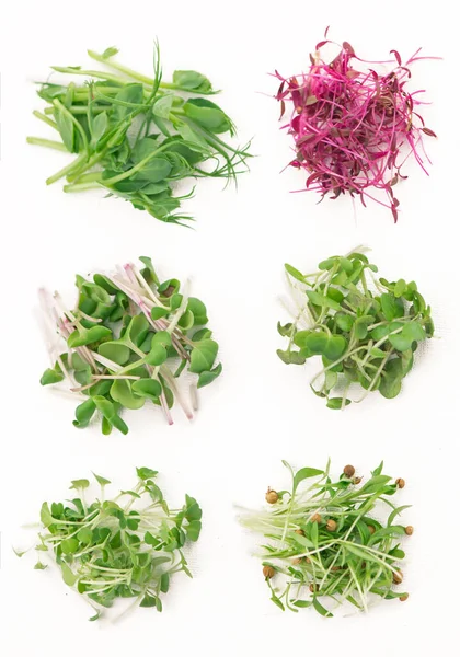 Cultivo Microgreens Amaranto Rojo Mostaza Rúcula Guisantes Cilantro Blanco — Foto de Stock