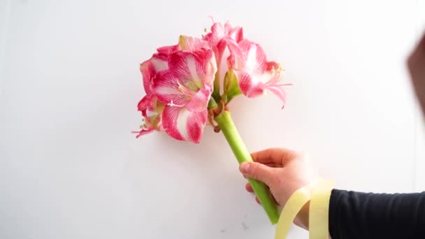 Amaryllis Květina Rukou Bílém Pozadí — Stock video