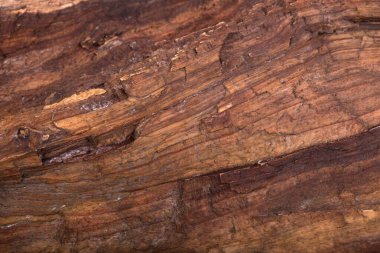 Ağaç kabuğu arka planının doğal arkaplan dokusu